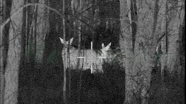 Лоси нагло прошли мимо охотника смотреть онлайн