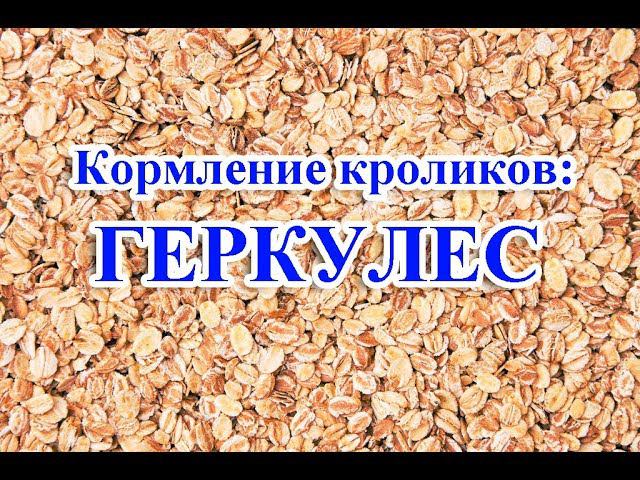 Кормление кроликов: ГЕРКУЛЕС смотреть онлайн