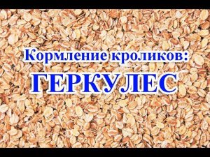 Кормление кроликов: ГЕРКУЛЕС