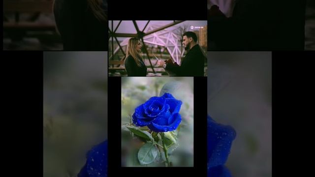 Рустам Нахушев, Зульфия Чотчаева - Синие розы (bat)* смотреть онлайн