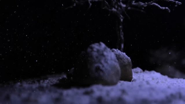 Поздравление для тех, кто хочет их услышать! С наступающим новым годом Витебск и не только! смотреть онлайн