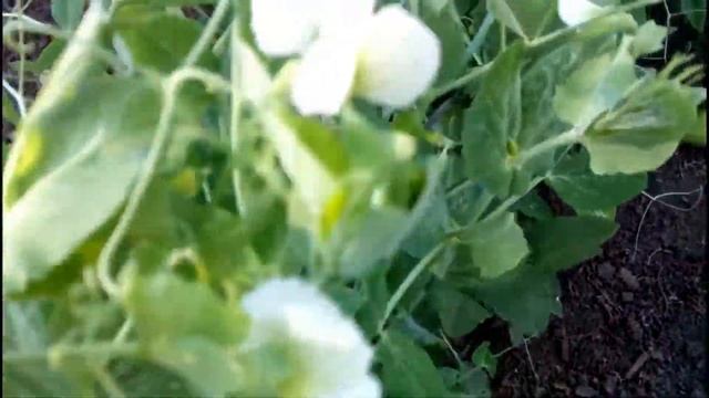 ????ВЫРАЩИВАНИЕ ГОРОХА. ПОДВЯЗКА И УХОД. Как вырастить горох без вредителей смотреть онлайн