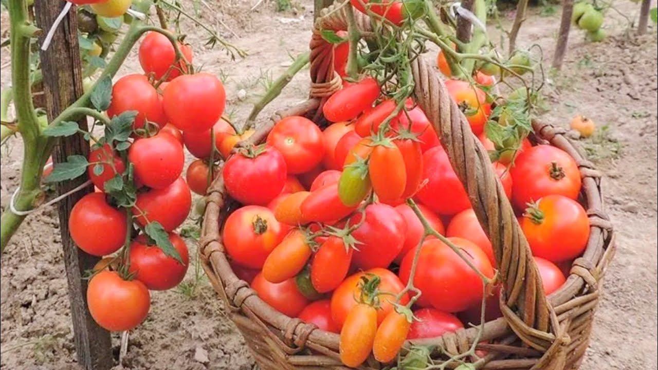 Эти томаты будете собирать ведрами, не болеют, дают много урожая, вкусные, сладкие, неприхотливые смотреть онлайн
