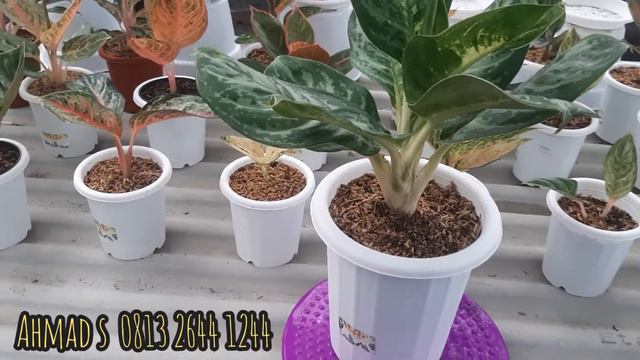 Ag. Green Cobra #04 #aglonema #aglonemagratisongkir #aglonemamagelang смотреть онлайн