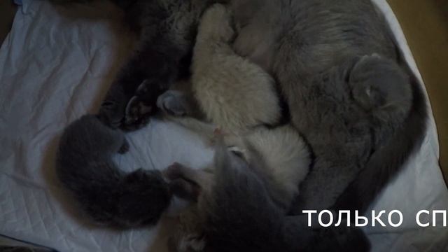 Определяем пол котят. Котятам неделя. смотреть онлайн