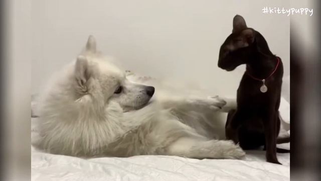 Oriental Shorthair Cat & Japanese Spitz : Yolly & Azarni : Японский Шпиц & Ориентальная Kошка смотреть онлайн