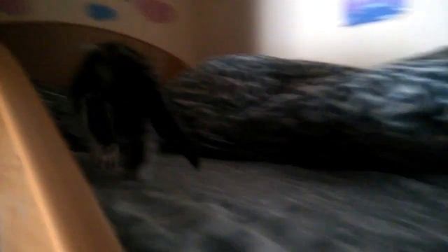 Взяли котёнка, ПЕРВЫЕ ЧАСЫ в новом доме смотреть онлайн