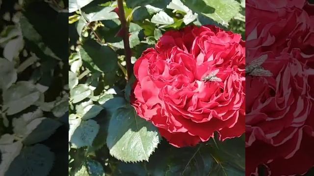 Роза Кейт. Kate Rose. Первые цветы