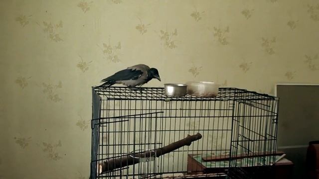 Вороне Капле мало комнаты, она мечтает жить в лесу смотреть онлайн