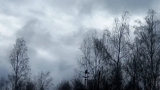 Стерхи летят....