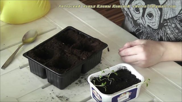 Душица, монарда, иссоп. Посев и пикировка. Я сажаю. смотреть онлайн