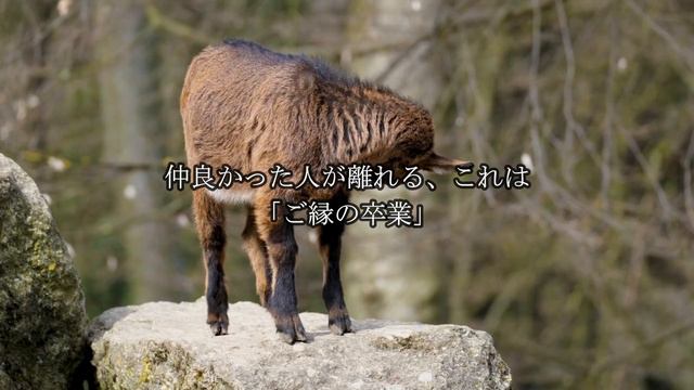 幸せを呼ぶ可愛いヤギたちです。8月11日の朝の浄化祈願 смотреть онлайн