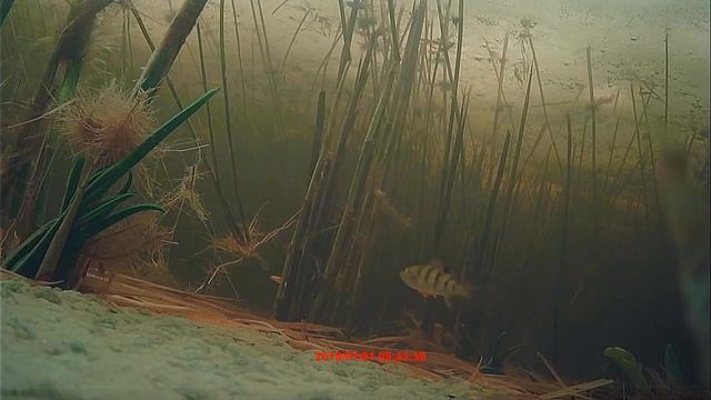 Шальдиха 05-01-2021 смотреть онлайн