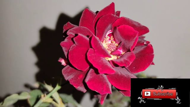 Brown Rose / Velvet Rose смотреть онлайн