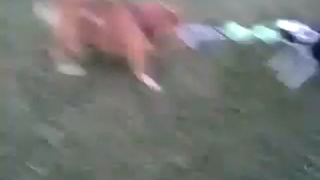 English bulldogs and Boston terrier смотреть онлайн