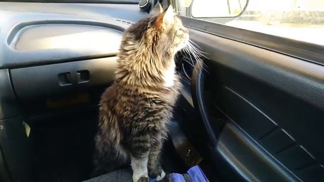 Привезли кота к ветеринару смотреть онлайн