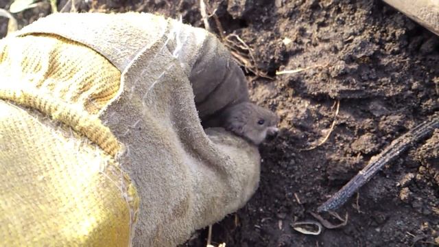 Полевая мышь, пойманная в огороде. Видео снимал для жены! смотреть онлайн