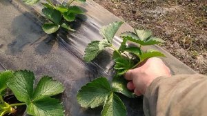 Биогумус, как себя показал #клубника#виноград#рассада