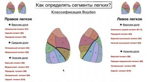 Как определять сегменты легких на рентгенограмме? | Рентгенология