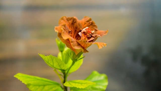 Timelapse Hibiscus смотреть онлайн