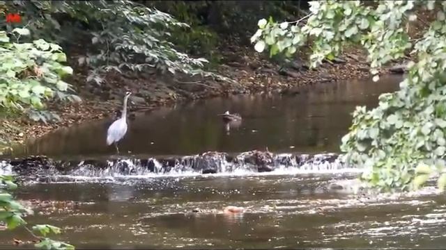 Цапля серая на Лизере 5 (нем. Graureiher auf Lieser) смотреть онлайн