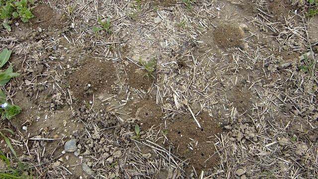 Nids De Colletes Cunicularius (Colletidae-Hymenoptera) Aspect