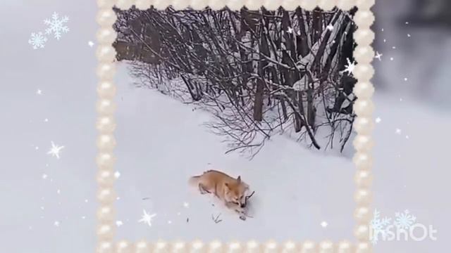 Умница, Красавица… Любимица! смотреть онлайн