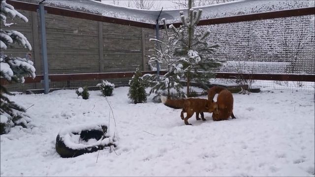 Лис Альф и его лапы. Рассказываю, пока лисички играют смотреть онлайн