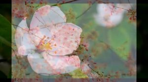 ВЕСНА в душе (Spring in the soul) family comfy   музыка: ДиДюЛя « Полёт на Меркурий»