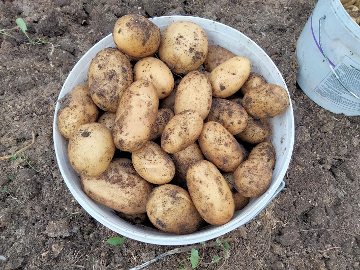 Сорт картофеля для любой погоды смотреть онлайн