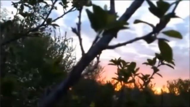 "Лебединая верность" смотреть онлайн