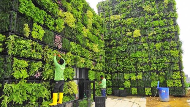 Inspirace pro váš dům a zahradu - zelená stěna