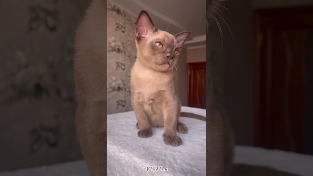 Бурманский котёнок Vladlen шоколадного окраса. Питомник Freya Way смотреть онлайн