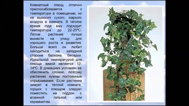 Комнатный плющ смотреть онлайн