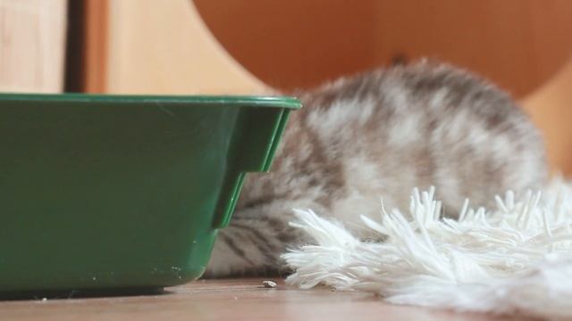 Котятам исполнился 1 месяц! смотреть онлайн