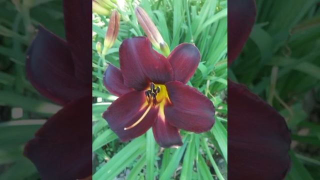 Цветы лилейник и гибискус в цвету! смотреть онлайн