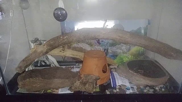 Ball Python home смотреть онлайн