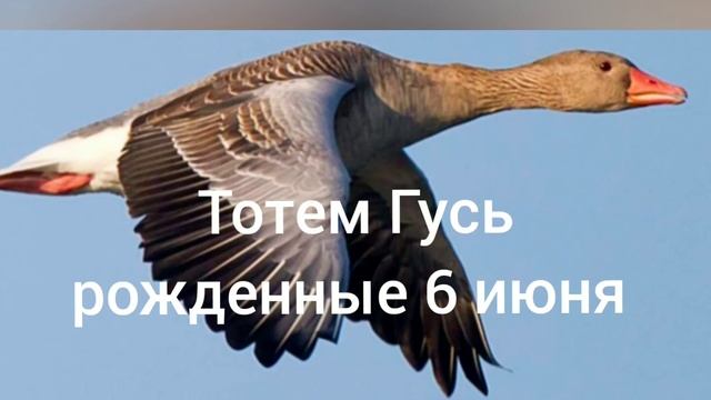 Тотем Гусь рождённые 6 июня смотреть онлайн