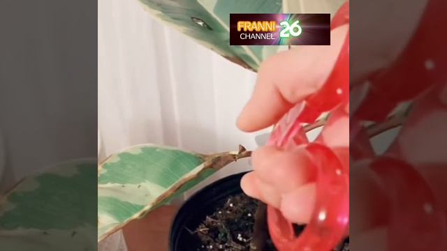 CARA PROPAGASI DAN MERAWAT FICUS ELASTICA, @Franni26Channel ,#franni26channel ,#ficuselastica смотреть онлайн