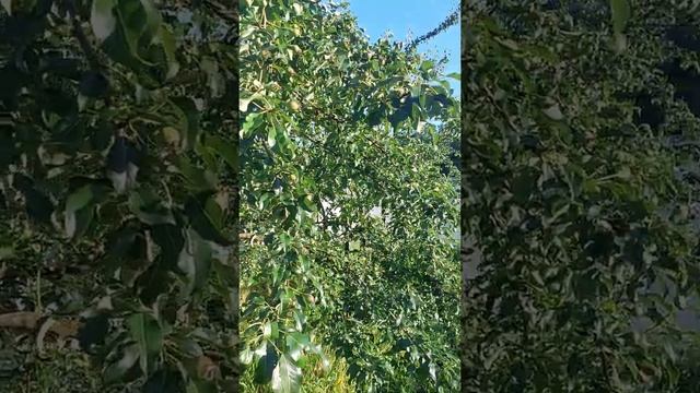 Груша "Русская красавица". смотреть онлайн