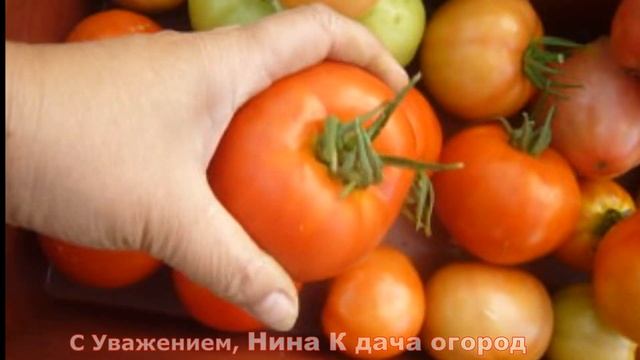 ЭТОТ СОРТ ТОМАТОВ МЕНЯ ПОРАДОВАЛ, САЖАТЬ БУДУ. УРОЖАЙНЫЙ СОРТ ПОМИДОР СПАССКАЯ БАШНЯ F1 для Сибири смотреть онлайн