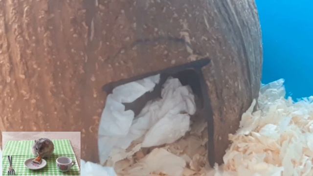 Почему хомяк чихает? | Причины? | Хомкины будни ? Why does a hamster sneeze? | Homkins weekdays смотреть онлайн