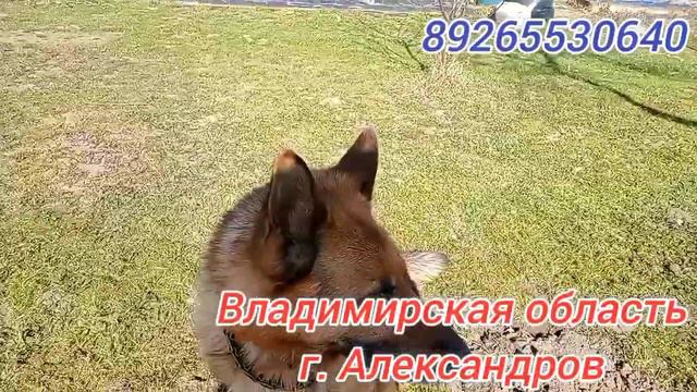 Найдена немецкая овчарка. г. Александров, Владимирская область. смотреть онлайн