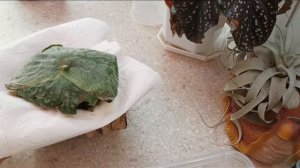 Платицериум Супербум. Пересадка в горшок из пробкового дуба.