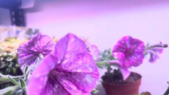 Обзор стеллажа 23.01/Мои растения #обзор #растения #втоп #рекомендации 🌿 смотреть онлайн