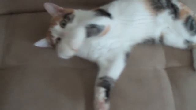 Кошка, которая не любит фотосессии смотреть онлайн