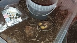 Обзор луковиц лилий и корневой лилейников и платикодона. Начинаю сажать)