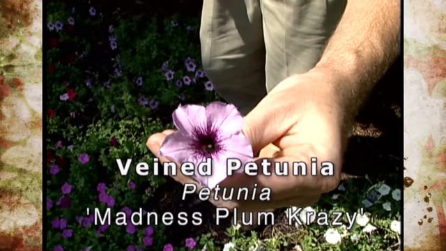 Petunias смотреть онлайн