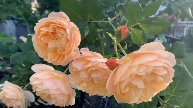 Roald Dahl David Austin Rose смотреть онлайн