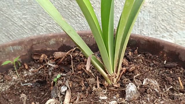 amaryllis lily imp tips and potting mix смотреть онлайн